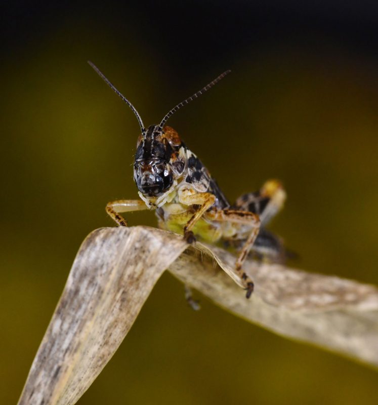 Image of a Melonaplus grasshopper. Photo by Jake Socha of Virginia Tech