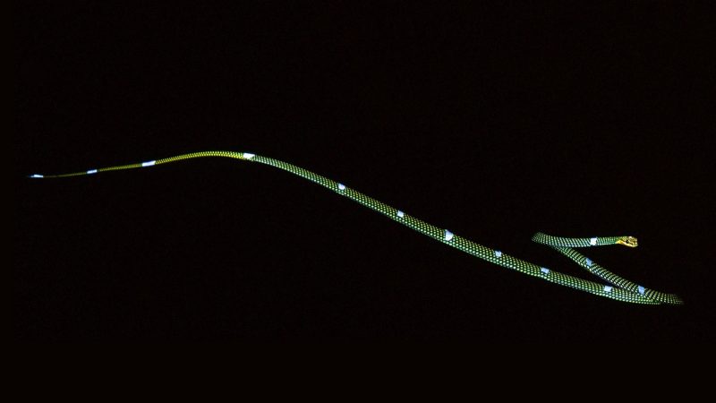 Picture of a flying snake with prototypical lights on it to show its movement.