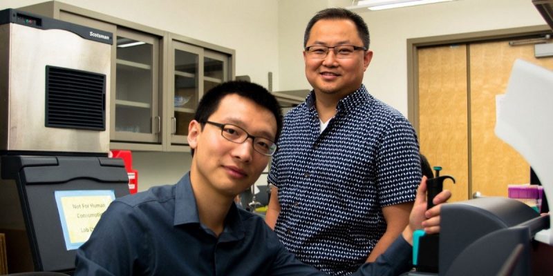 A photo of Sai Ma (left), first author of the paper and a former biomedical engineering doctoral student, and Chang Lu, the Fred W. Bull Professor of Chemical Engineering at Virginia Tech.