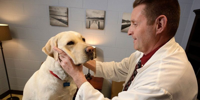 An image of John Rossmeisl, professor at the Virginia-Maryland College of Veterinary Medicine, who is conducting clinical trials for new treatments for dogs with glioblastoma.