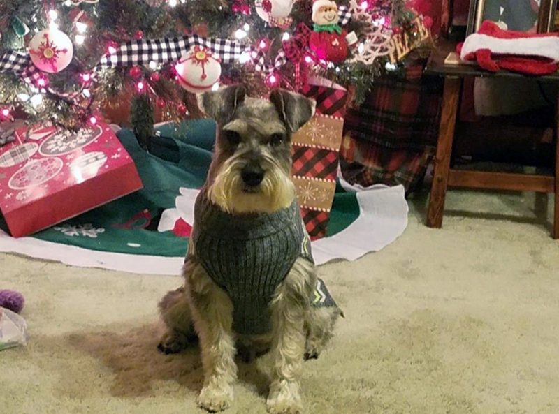 A longtime patient at the Virginia-Maryland College of Veterinary Medicine, Scrappy McDaniel - a miniature schnauzer - pictured in front of a Christmas tree.