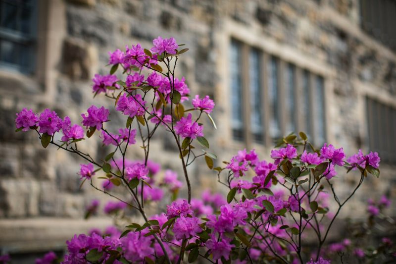 Pink/purple azalea flowers with front of Norris Hall's stone facade in the background