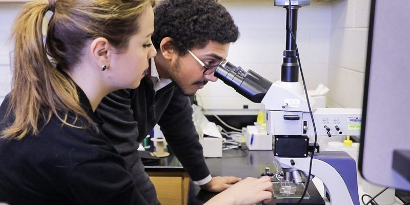 microscope A BEAM undergrad peers through a microscope while his partner prepares slides for observation