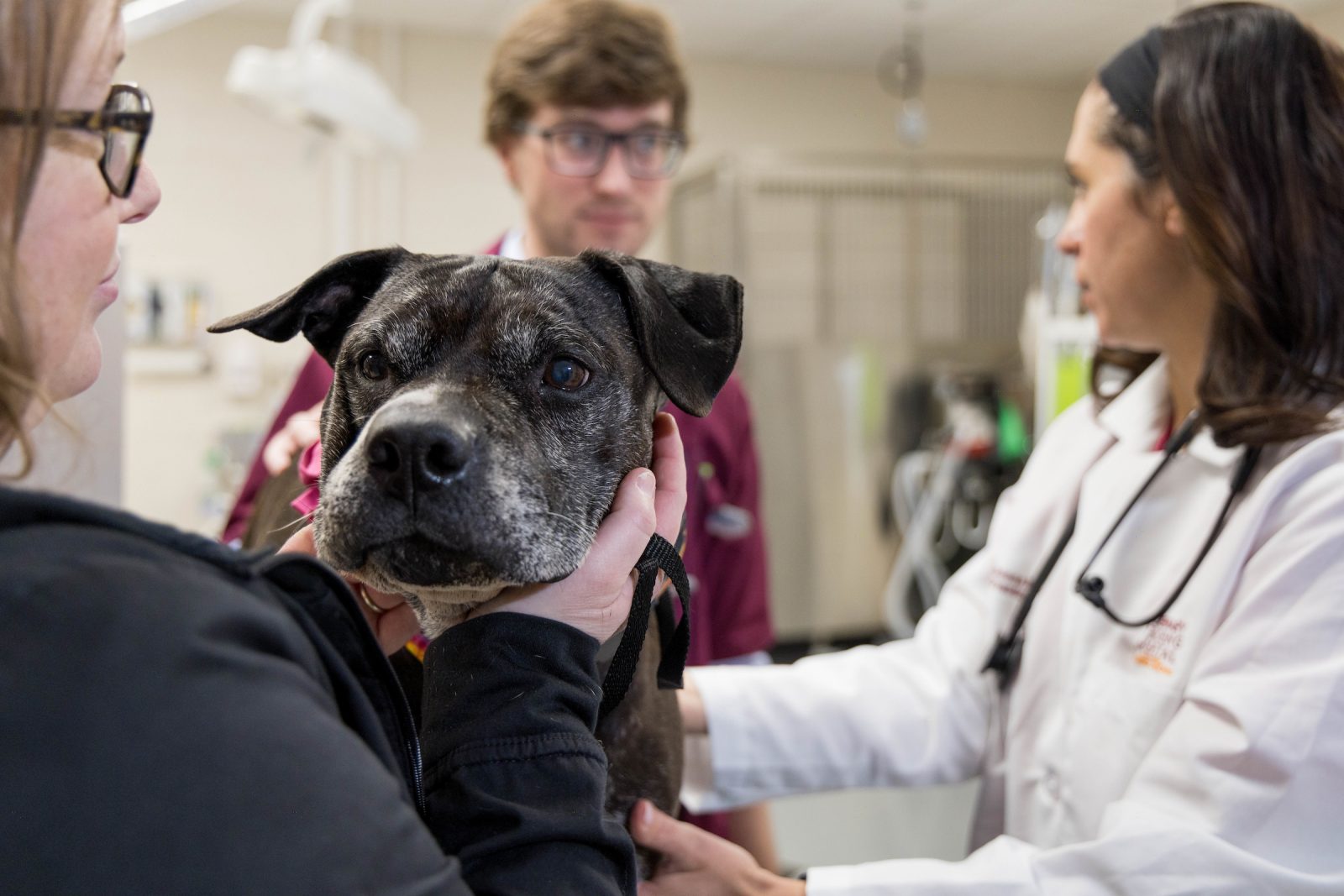 Black dog with salt and pepper muzzle face in the forefront while doctors talk and another gently holds his head.