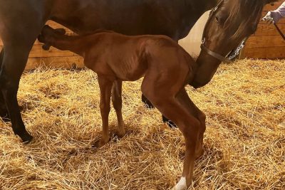 Orphaned foal and surrogate mare in a stall getting to know each other.