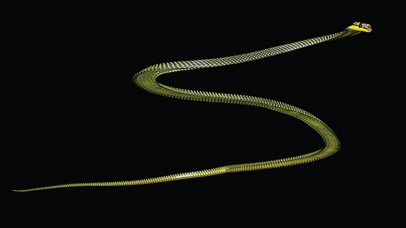 Flying snake glides during experiment