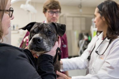 a veterinarian in a white coat examines a dog while talking to a student while a third person comforts the dog 